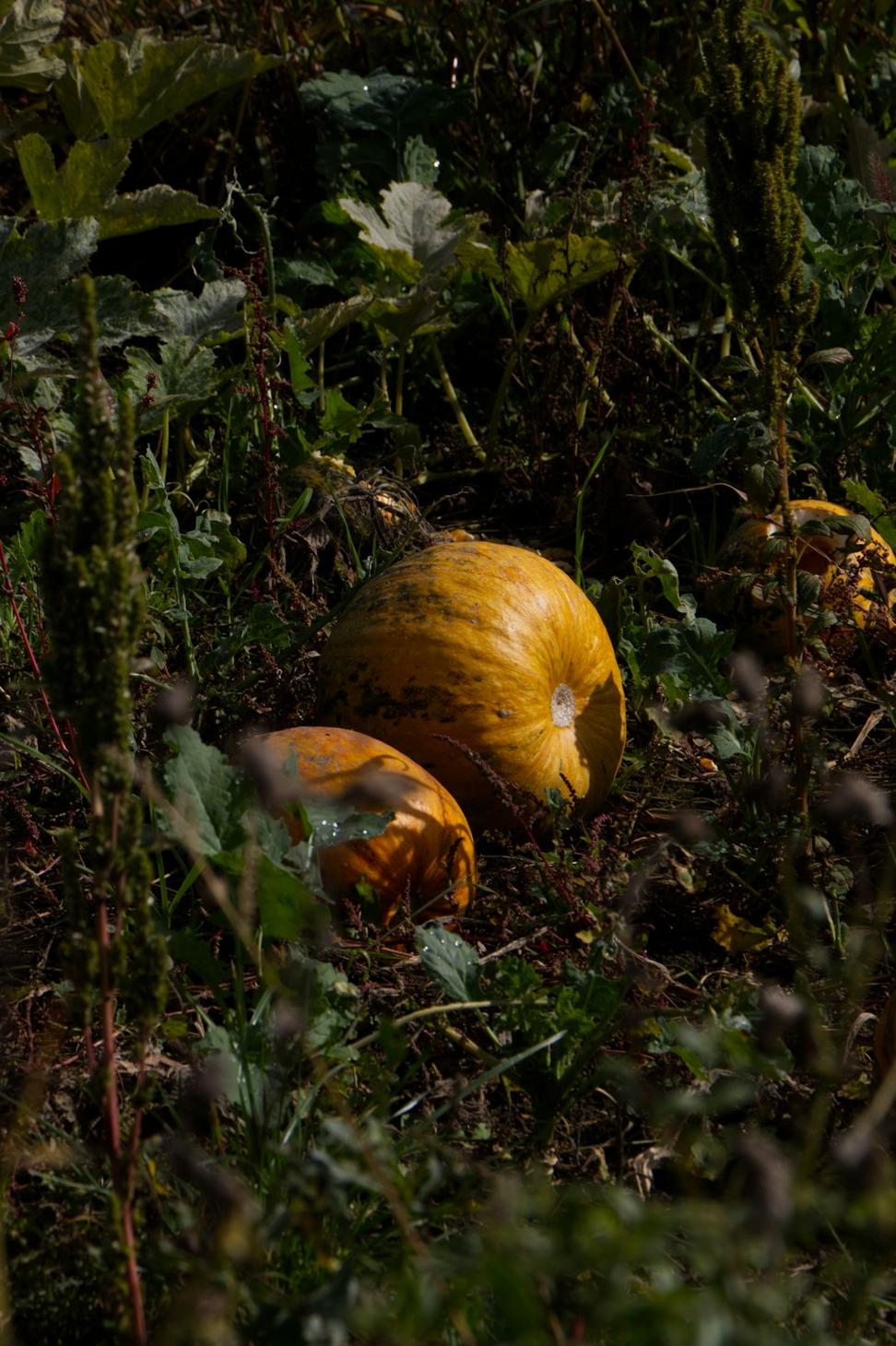Seasonal ingredients